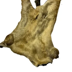 Hairy Beef Head Skin Plate