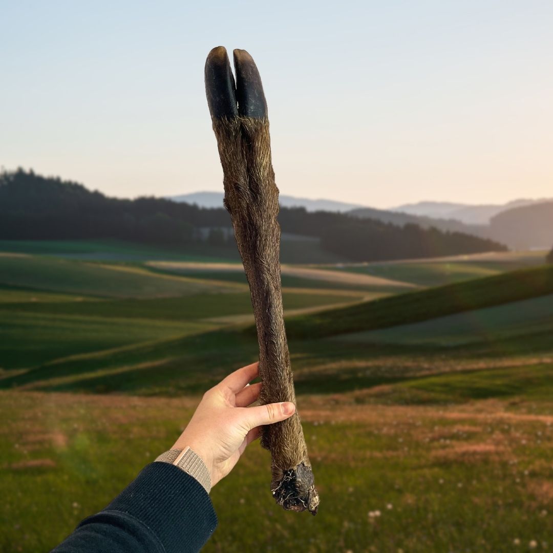 Hairy Deer Legs