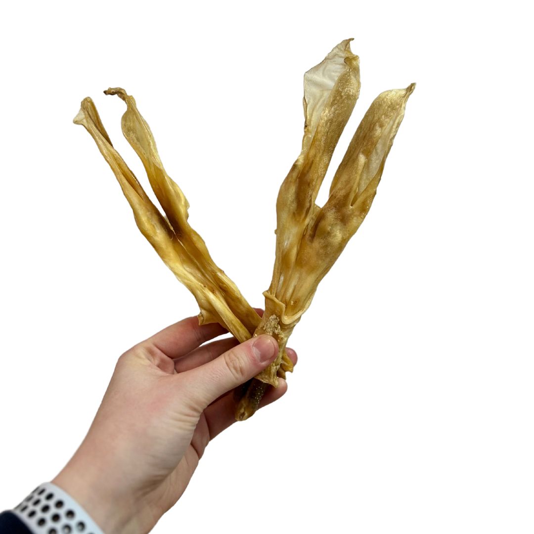 Rabbit Ears without Hair